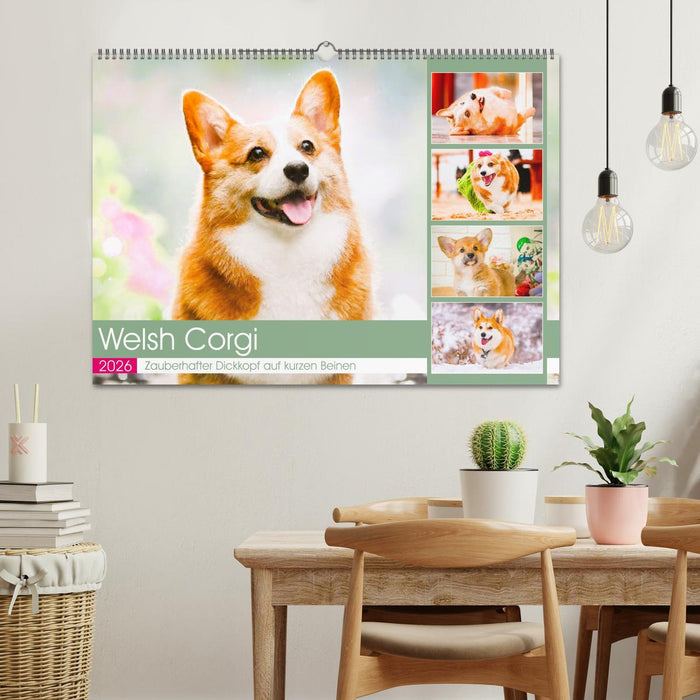 Welsh Corgi. Zauberhafter Dickkopf auf kurzen Beinen (CALVENDO Wandkalender 2026)