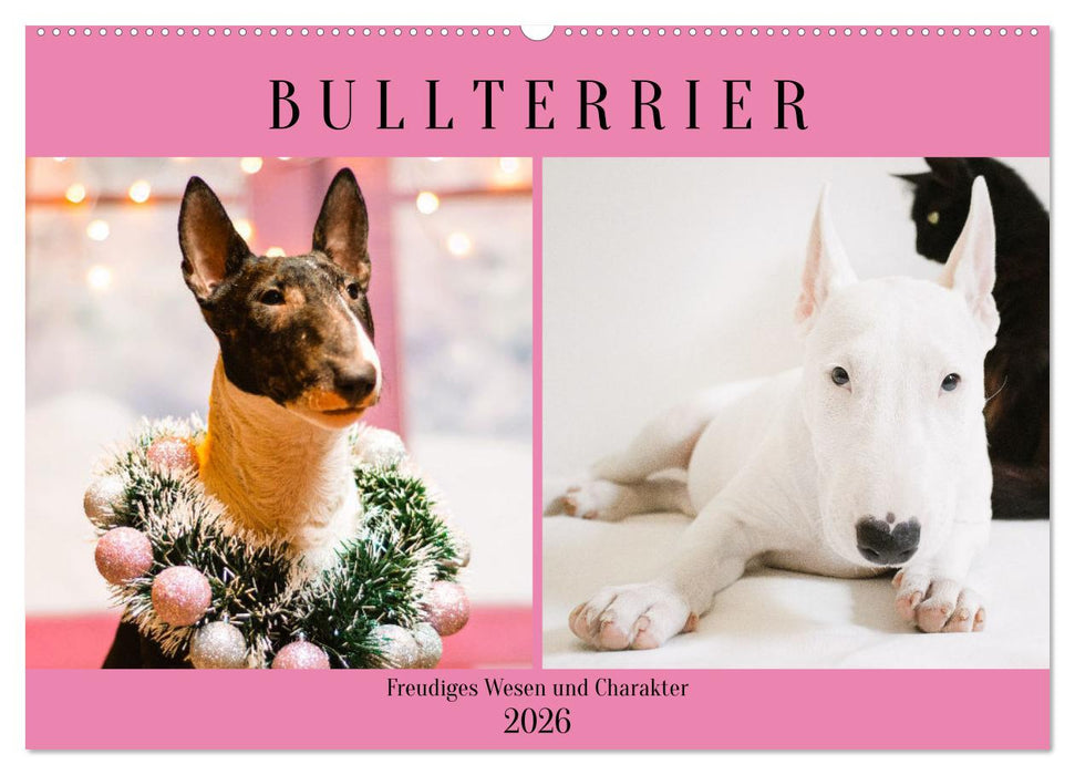 Bullterrier. Freudiges Wesen und Charakter (CALVENDO Wandkalender 2026)