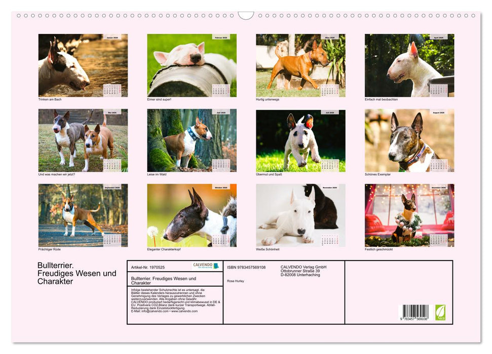 Bullterrier. Freudiges Wesen und Charakter (CALVENDO Wandkalender 2026)