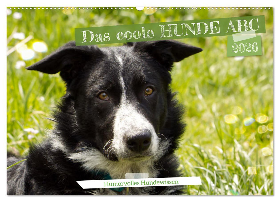 Das coole Hunde ABC (CALVENDO Wandkalender 2026)