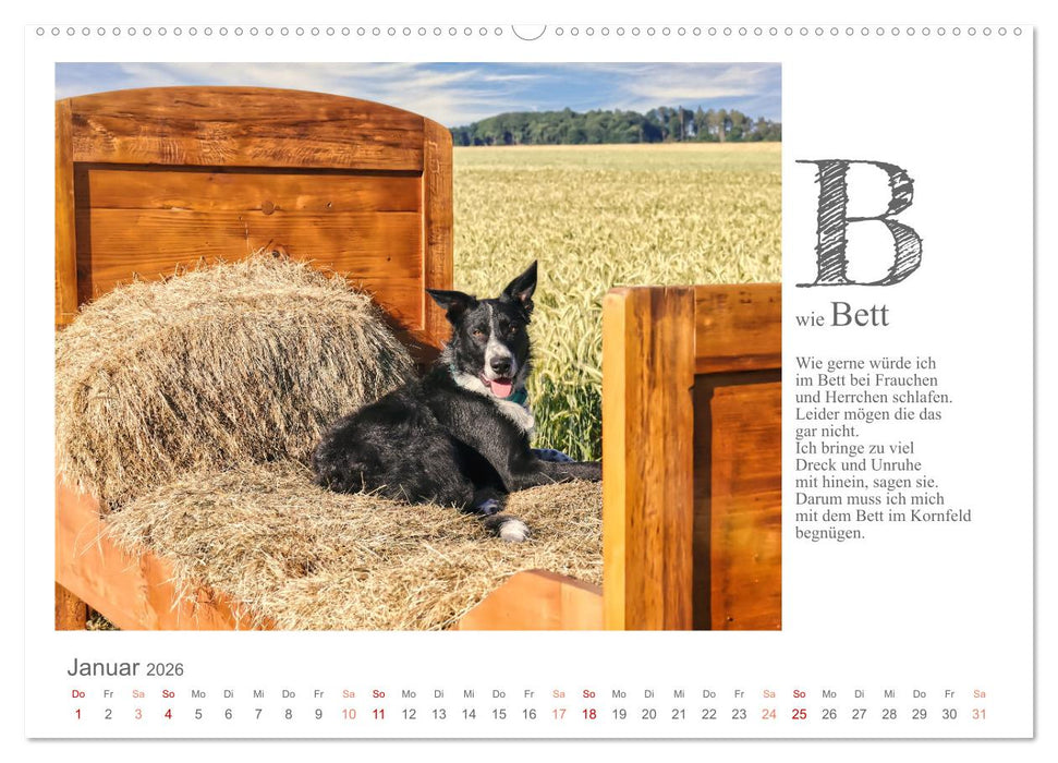 Das coole Hunde ABC (CALVENDO Wandkalender 2026)