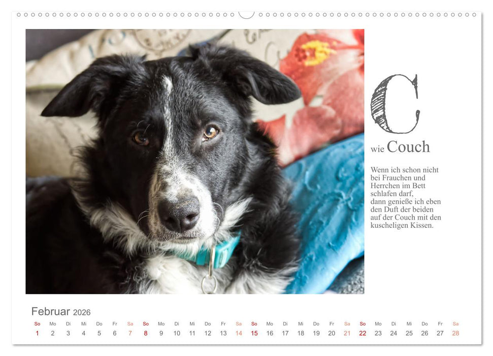 Das coole Hunde ABC (CALVENDO Wandkalender 2026)