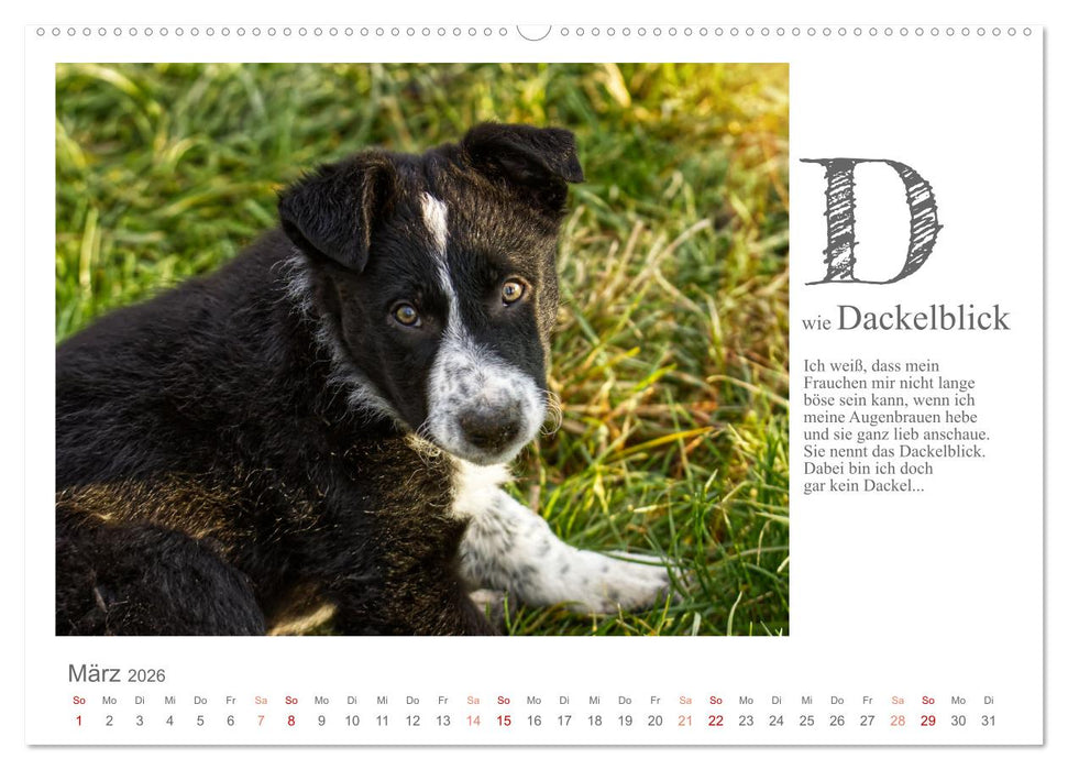 Das coole Hunde ABC (CALVENDO Wandkalender 2026)