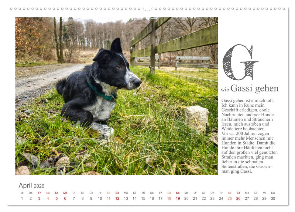 Das coole Hunde ABC (CALVENDO Wandkalender 2026)