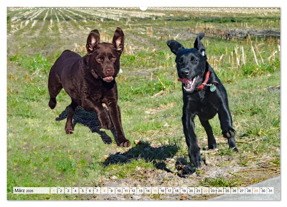 Beste Buddys (CALVENDO Wandkalender 2026)