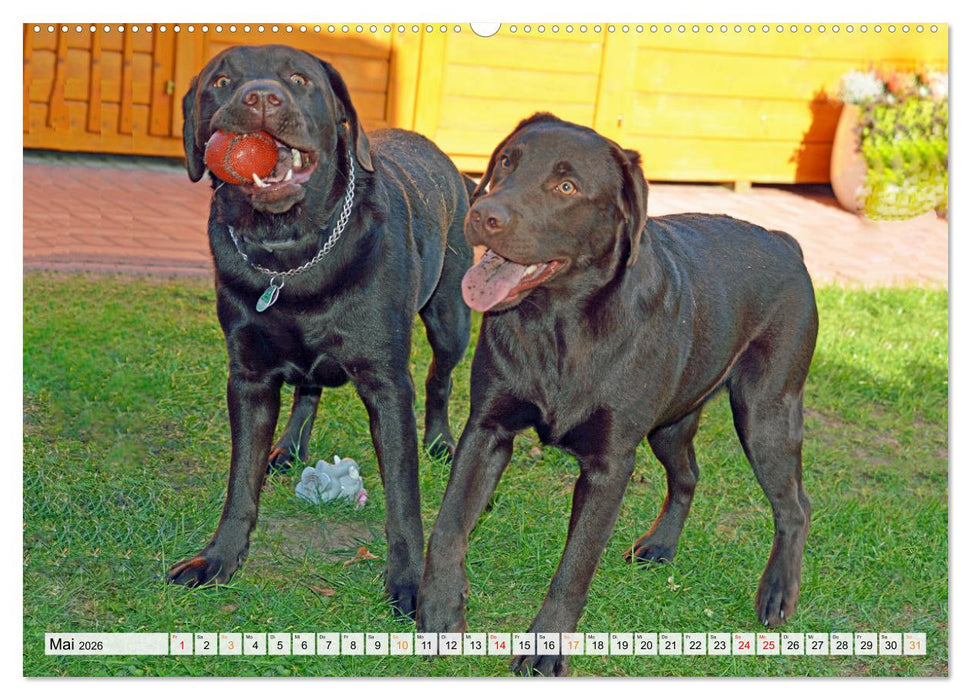 Beste Buddys (CALVENDO Wandkalender 2026)