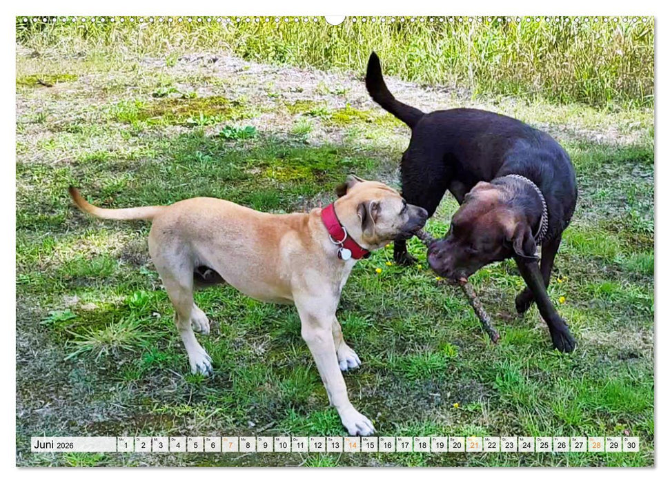 Beste Buddys (CALVENDO Wandkalender 2026)