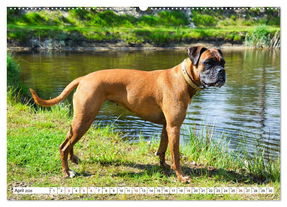 Muskelprotz Boxer (CALVENDO Premium Wandkalender 2026)