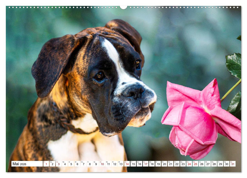 Muskelprotz Boxer (CALVENDO Premium Wandkalender 2026)