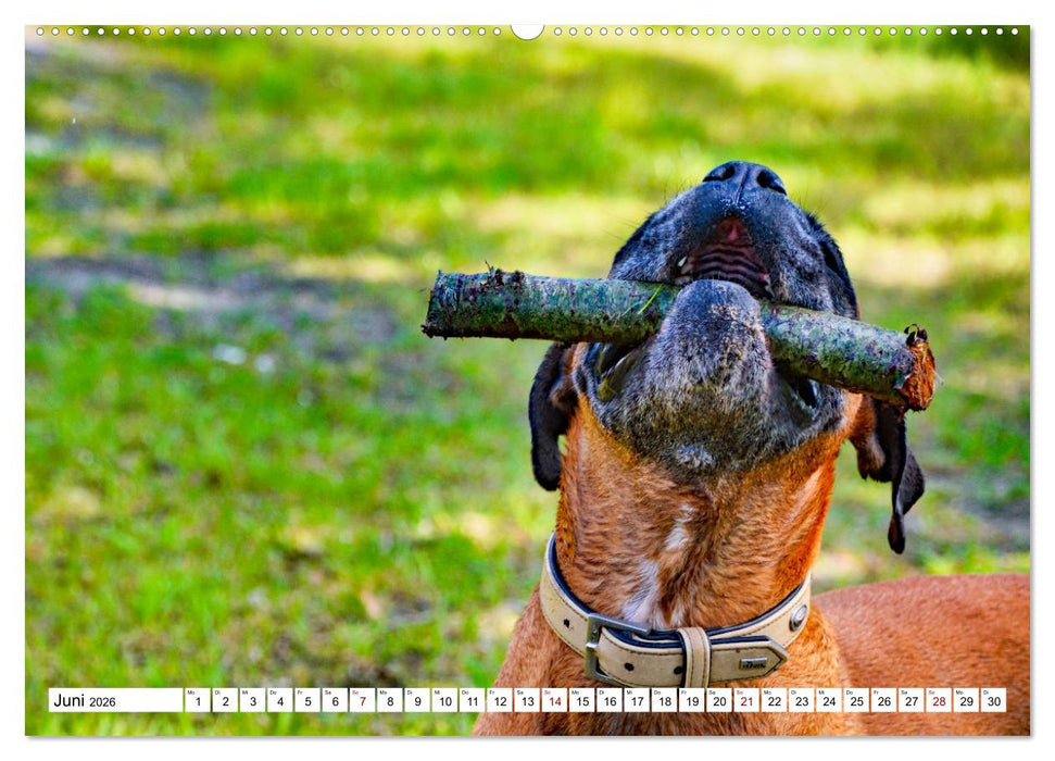 Muskelprotz Boxer (CALVENDO Premium Wandkalender 2026)