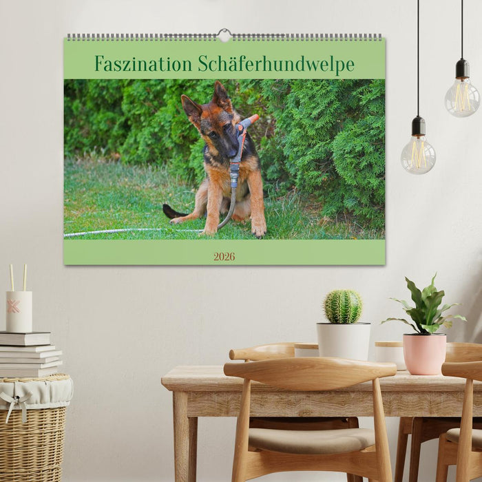 Faszination Schäferhundwelpe (CALVENDO Wandkalender 2026)