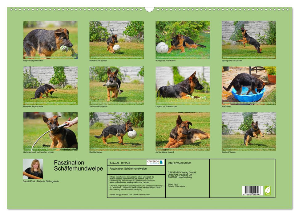 Faszination Schäferhundwelpe (CALVENDO Wandkalender 2026)