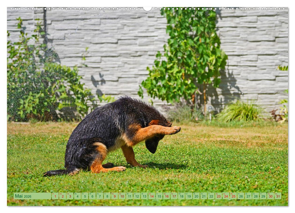 Faszination Schäferhundwelpe (CALVENDO Wandkalender 2026)