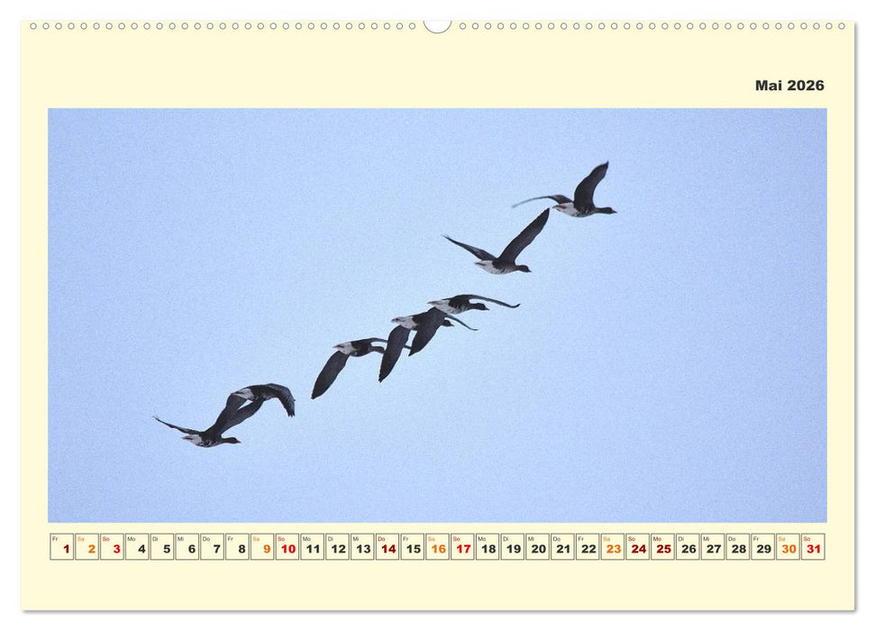 Tierwelt der Wümmeniederung (CALVENDO Wandkalender 2026)