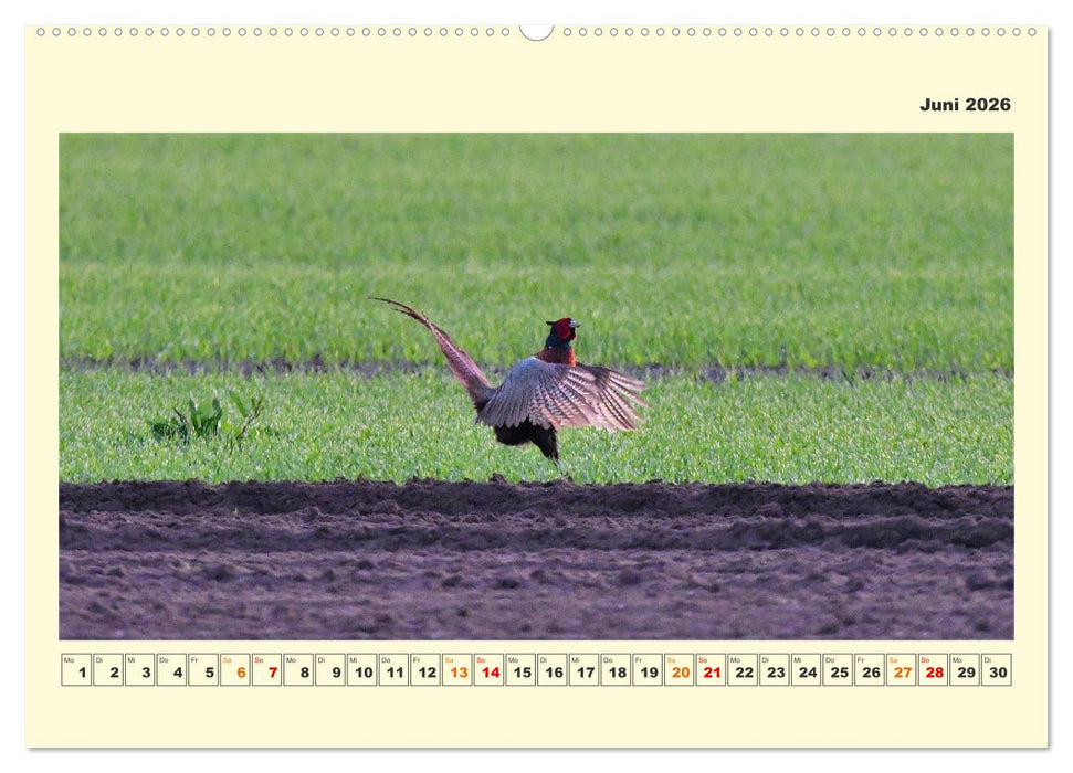 Tierwelt der Wümmeniederung (CALVENDO Wandkalender 2026)