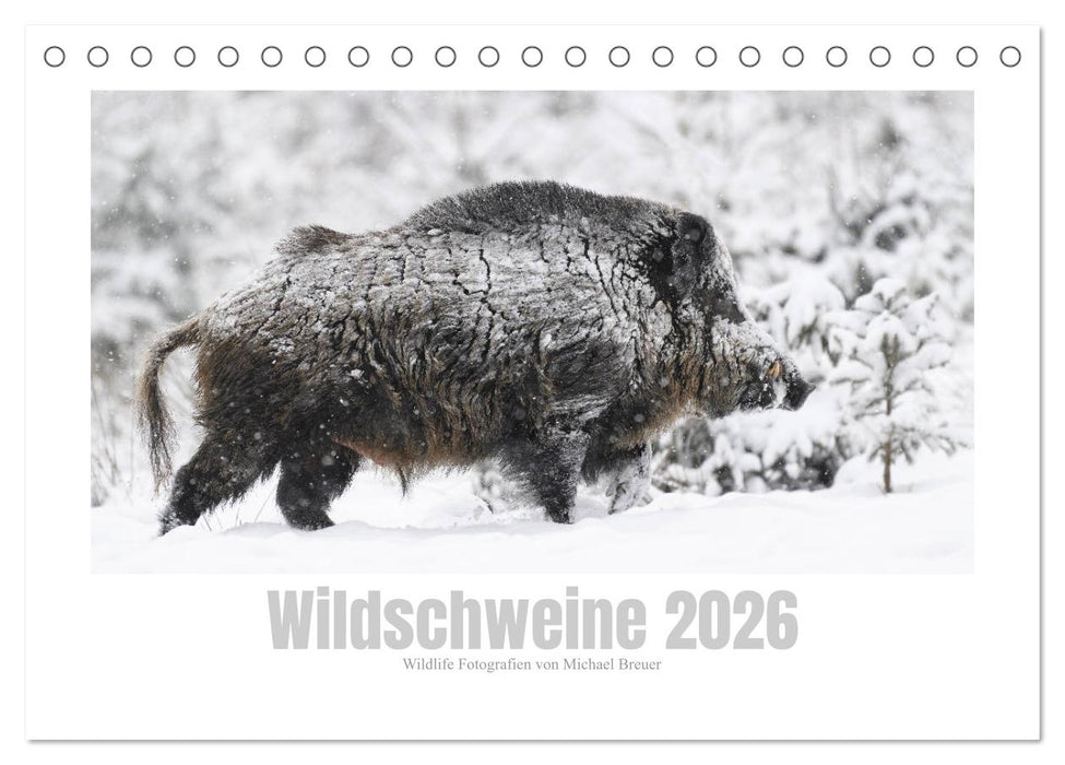 Wildschweine – Wildlife Fotografien (CALVENDO Wandkalender 2026)
