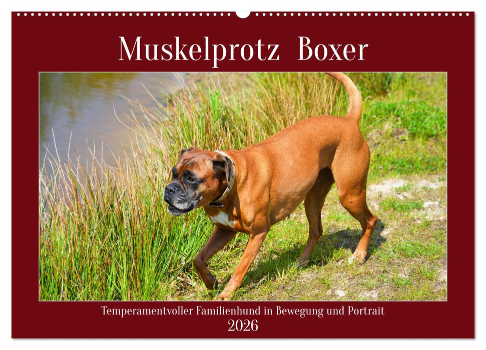 Muskelprotz Boxer (CALVENDO Wandkalender 2026)