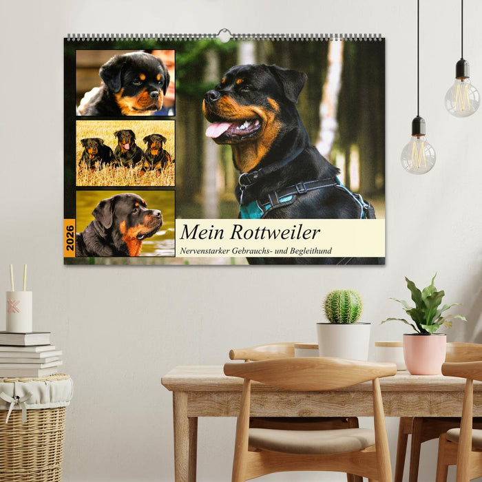 Mein Rottweiler. Nervenstarker Gebrauchs- und Begleithund (CALVENDO Wandkalender 2026)