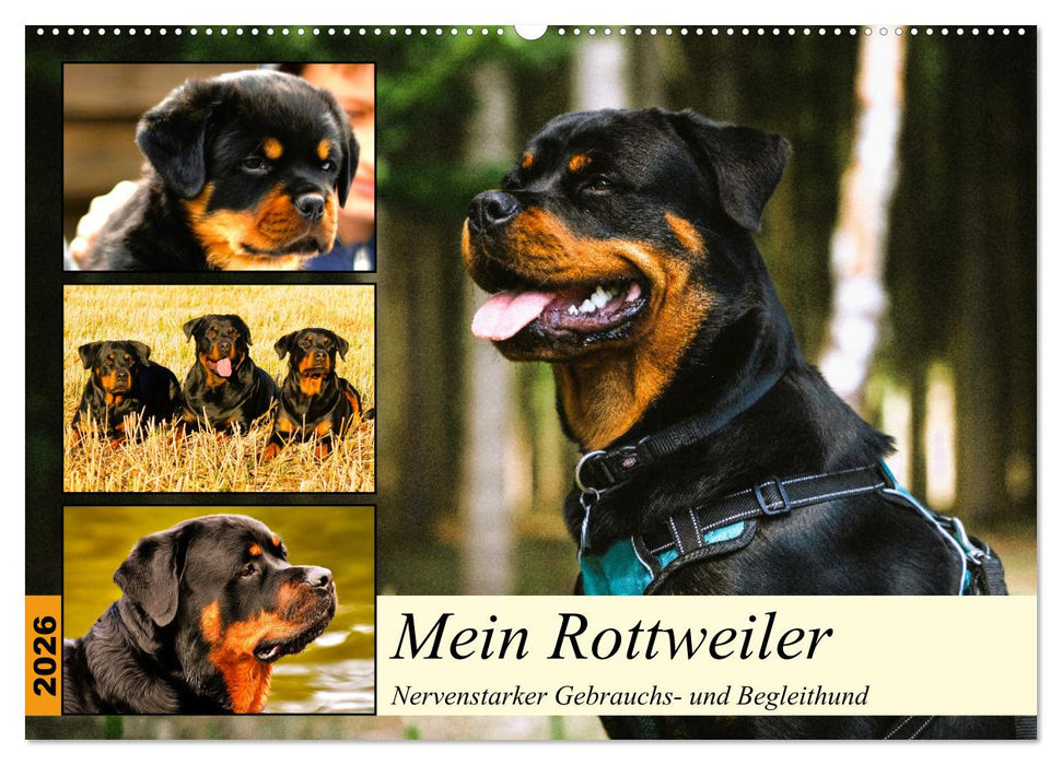 Mein Rottweiler. Nervenstarker Gebrauchs- und Begleithund (CALVENDO Wandkalender 2026)