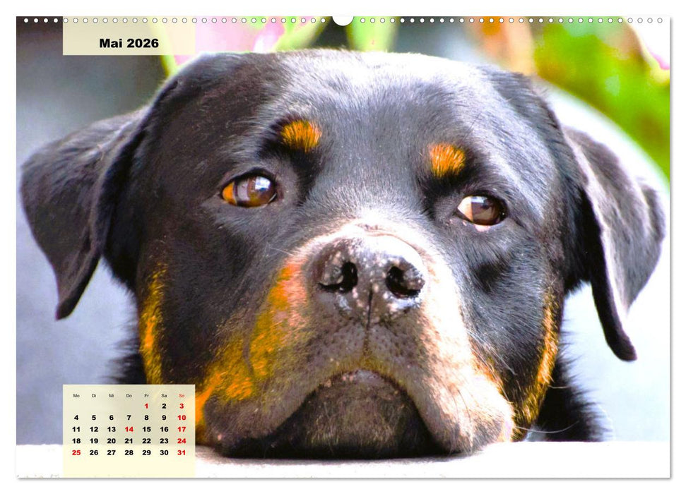 Mein Rottweiler. Nervenstarker Gebrauchs- und Begleithund (CALVENDO Wandkalender 2026)