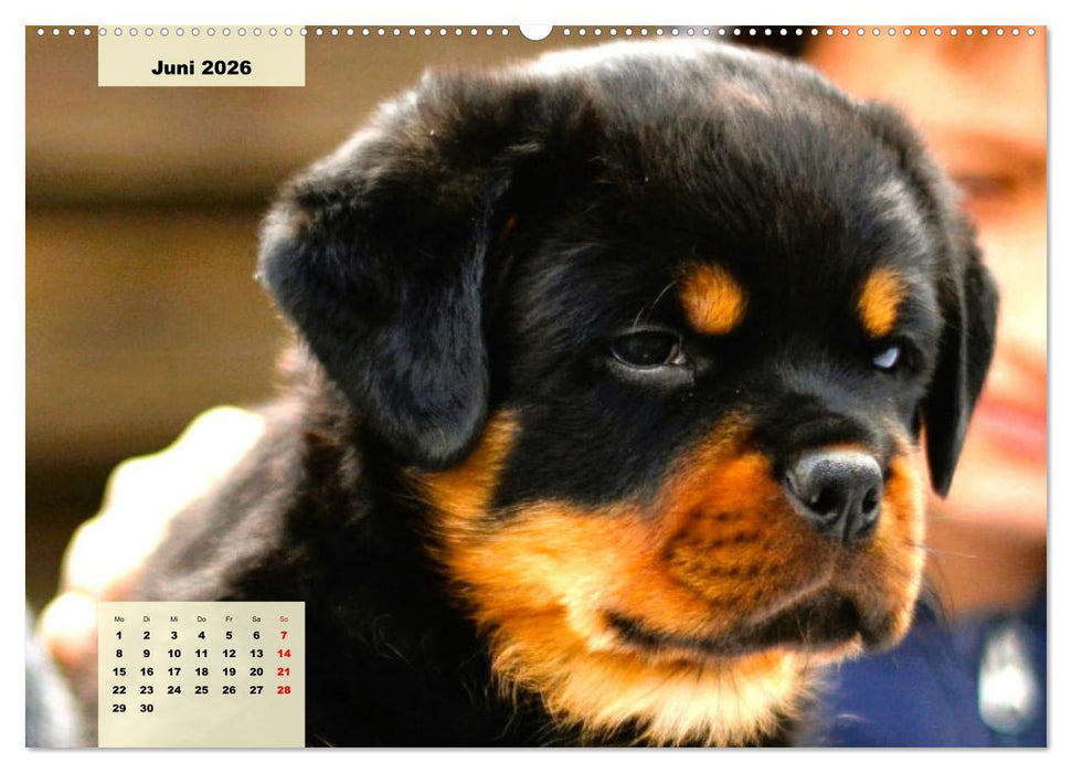 Mein Rottweiler. Nervenstarker Gebrauchs- und Begleithund (CALVENDO Wandkalender 2026)