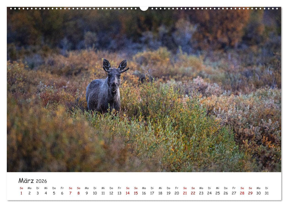 Der Elch - König der skandinavischen Wälder (CALVENDO Wandkalender 2026)