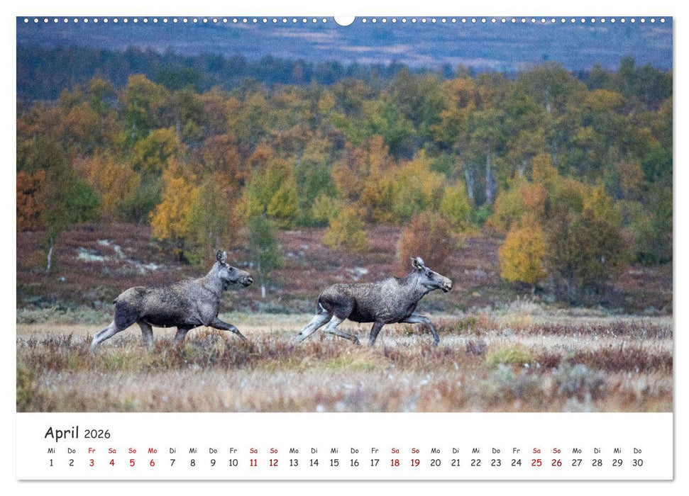 Der Elch - König der skandinavischen Wälder (CALVENDO Wandkalender 2026)