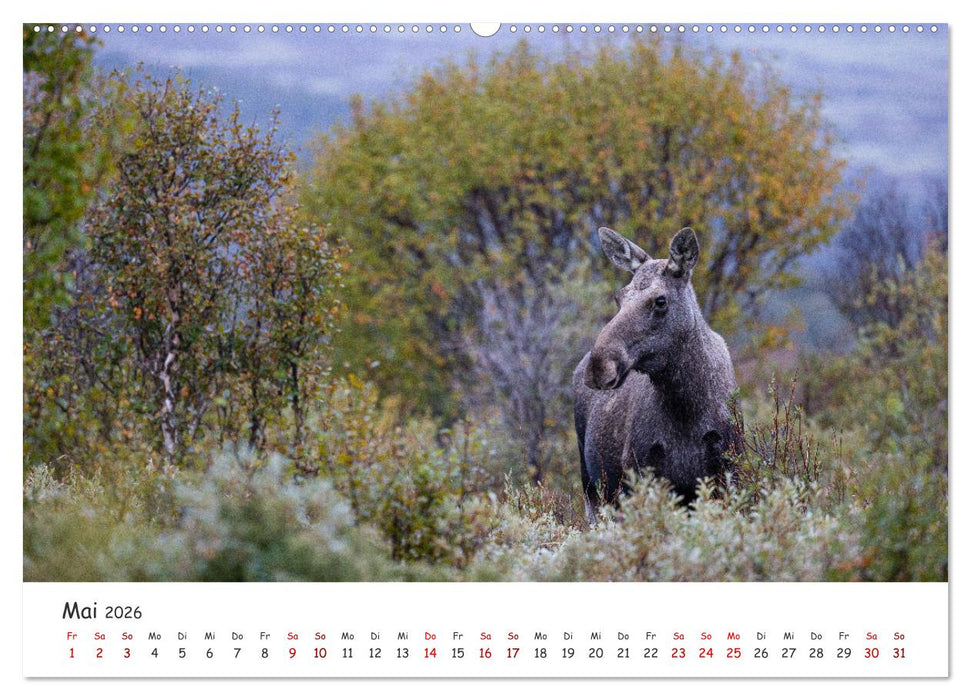 Der Elch - König der skandinavischen Wälder (CALVENDO Wandkalender 2026)
