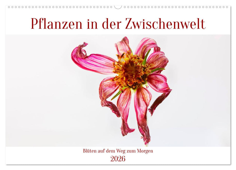 Pflanzen in der Zwischenwelt (CALVENDO Wandkalender 2026)