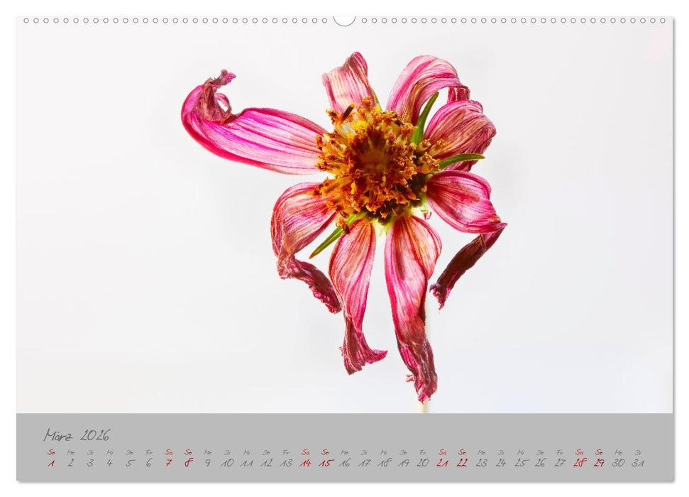 Pflanzen in der Zwischenwelt (CALVENDO Wandkalender 2026)