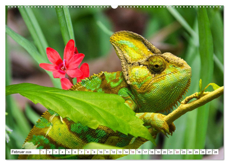 In der Welt der unterschiedlichsten Echsen (CALVENDO Wandkalender 2026)