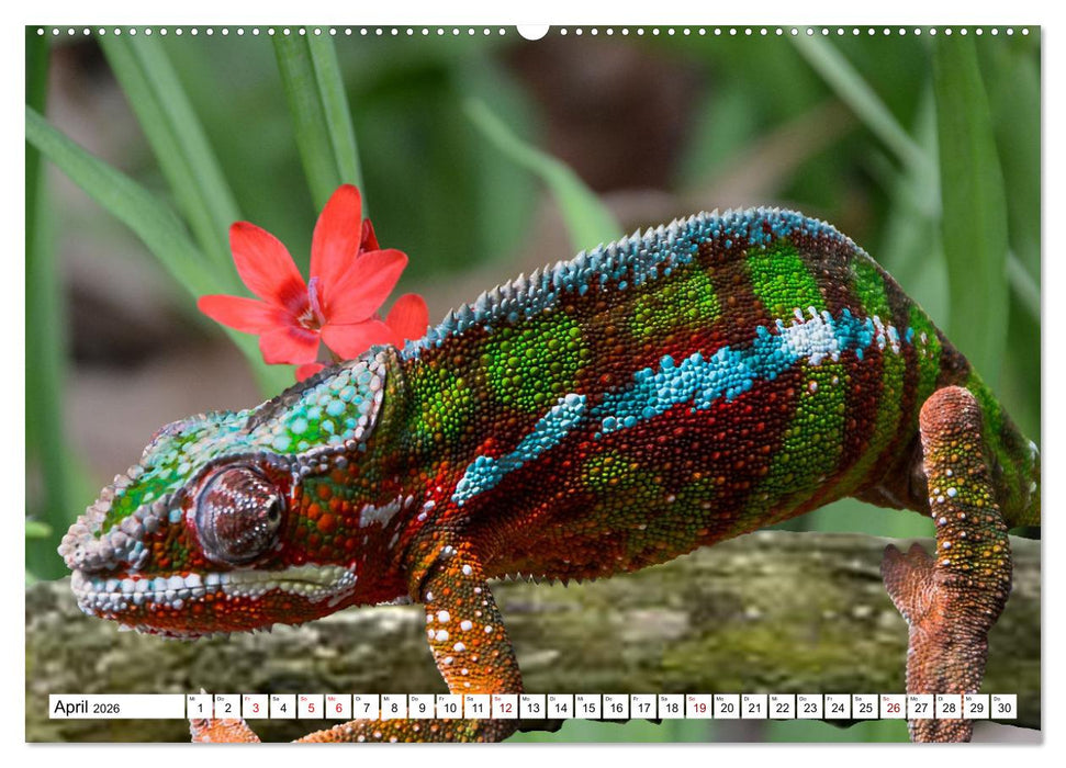 In der Welt der unterschiedlichsten Echsen (CALVENDO Wandkalender 2026)