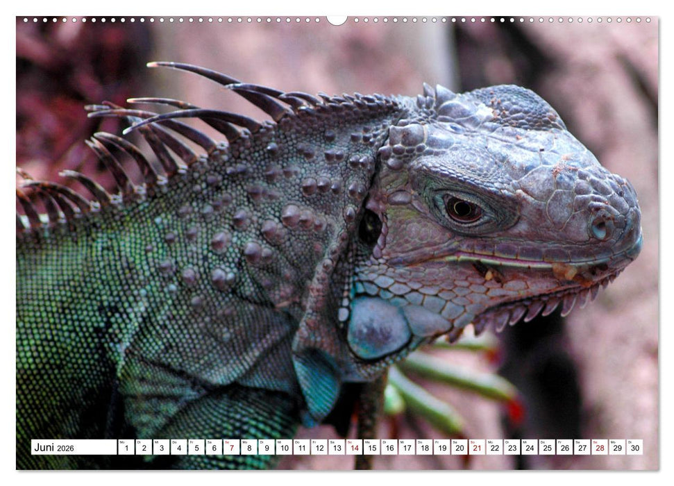 In der Welt der unterschiedlichsten Echsen (CALVENDO Wandkalender 2026)