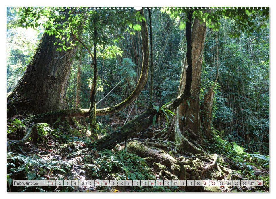 Wälder der Welt (CALVENDO Wandkalender 2026)