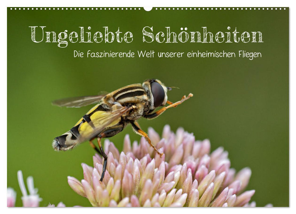 Ungeliebte Schönheiten - die faszinierende Welt unserer heimischen Fliegen (CALVENDO Wandkalender 2026)