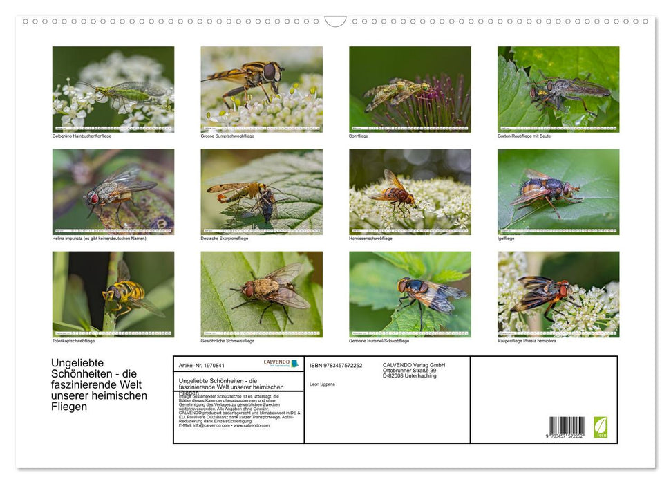 Ungeliebte Schönheiten - die faszinierende Welt unserer heimischen Fliegen (CALVENDO Wandkalender 2026)
