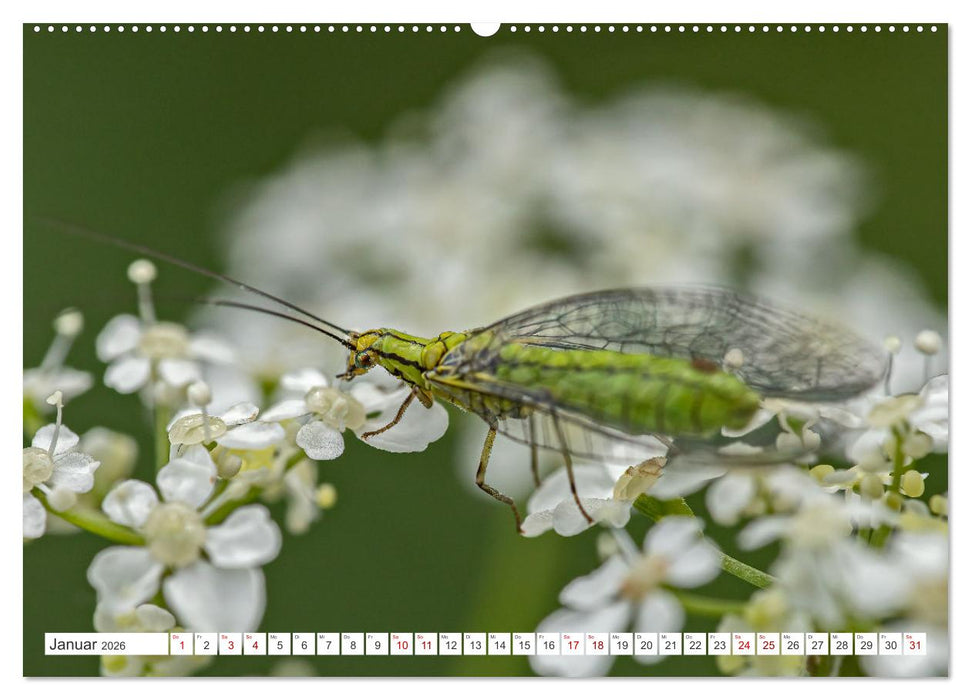Ungeliebte Schönheiten - die faszinierende Welt unserer heimischen Fliegen (CALVENDO Wandkalender 2026)