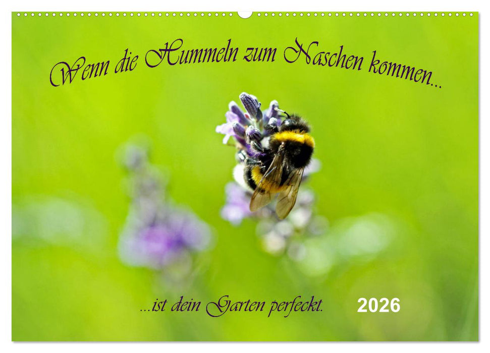 Wenn die Hummeln zum naschen kommen, ist dein Garten perfekt (CALVENDO Wandkalender 2026)