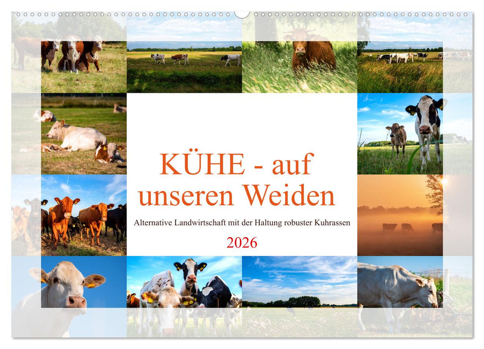 Kühe - auf unseren Weiden (CALVENDO Wandkalender 2026)