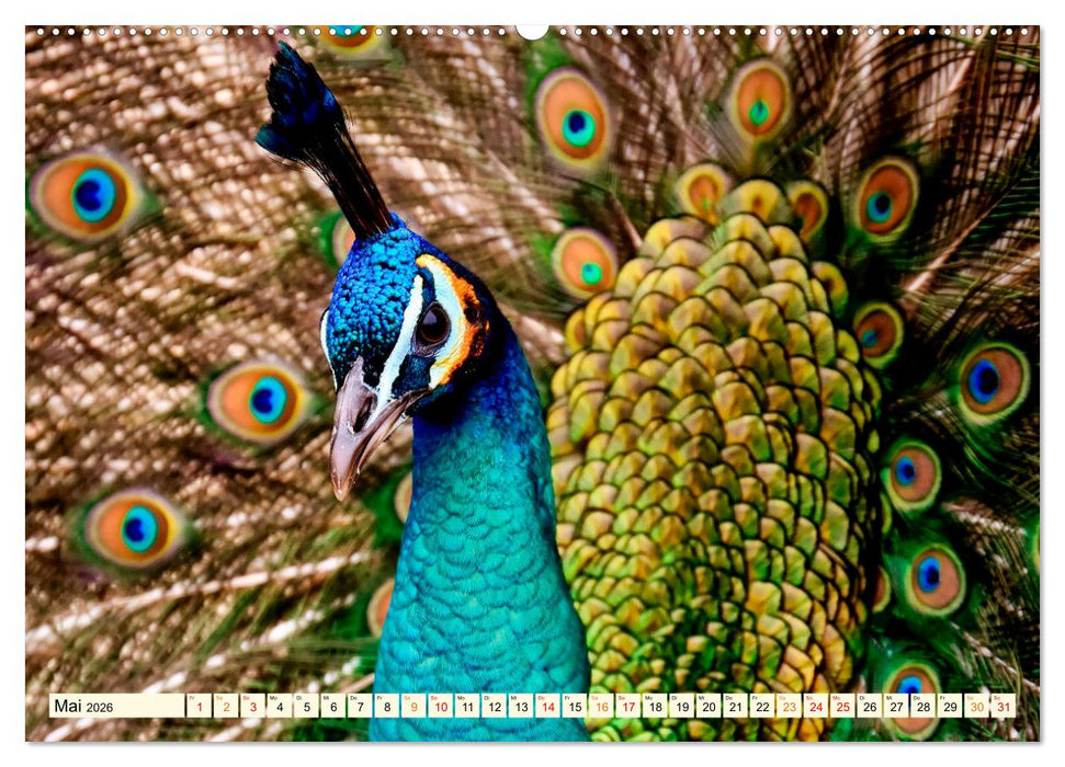 Schöner Pfau (CALVENDO Premium Wandkalender 2026)