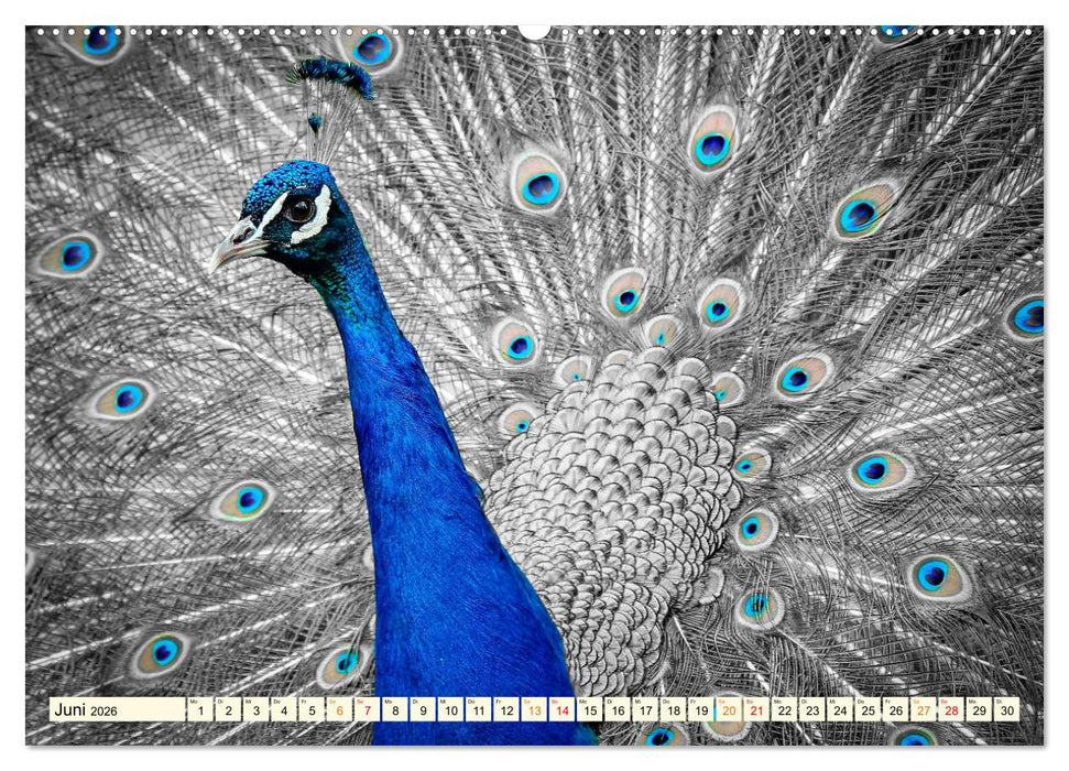 Schöner Pfau (CALVENDO Premium Wandkalender 2026)