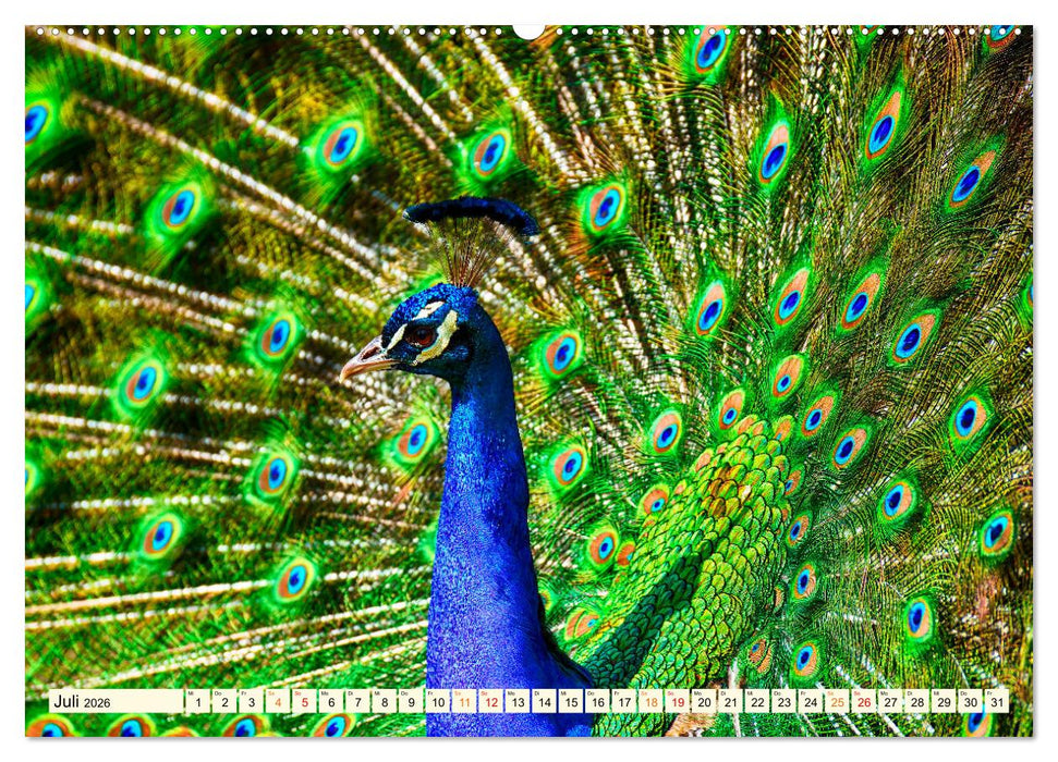 Schöner Pfau (CALVENDO Premium Wandkalender 2026)