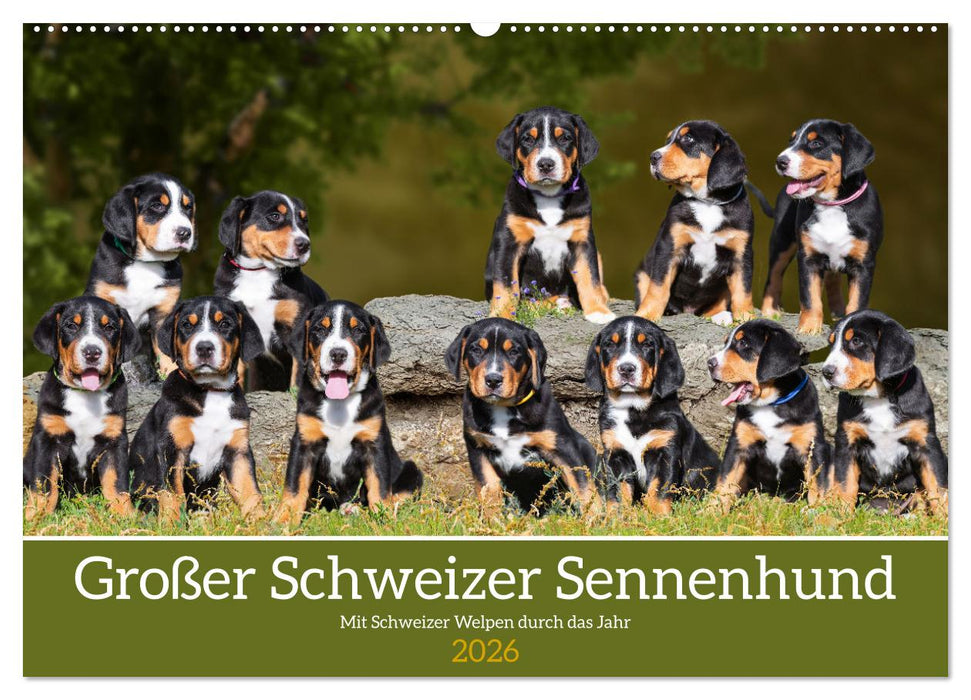 Großer Schweizer Sennenhund - Mit Schweizer Welpen durch das Jahr (CALVENDO Wandkalender 2026)