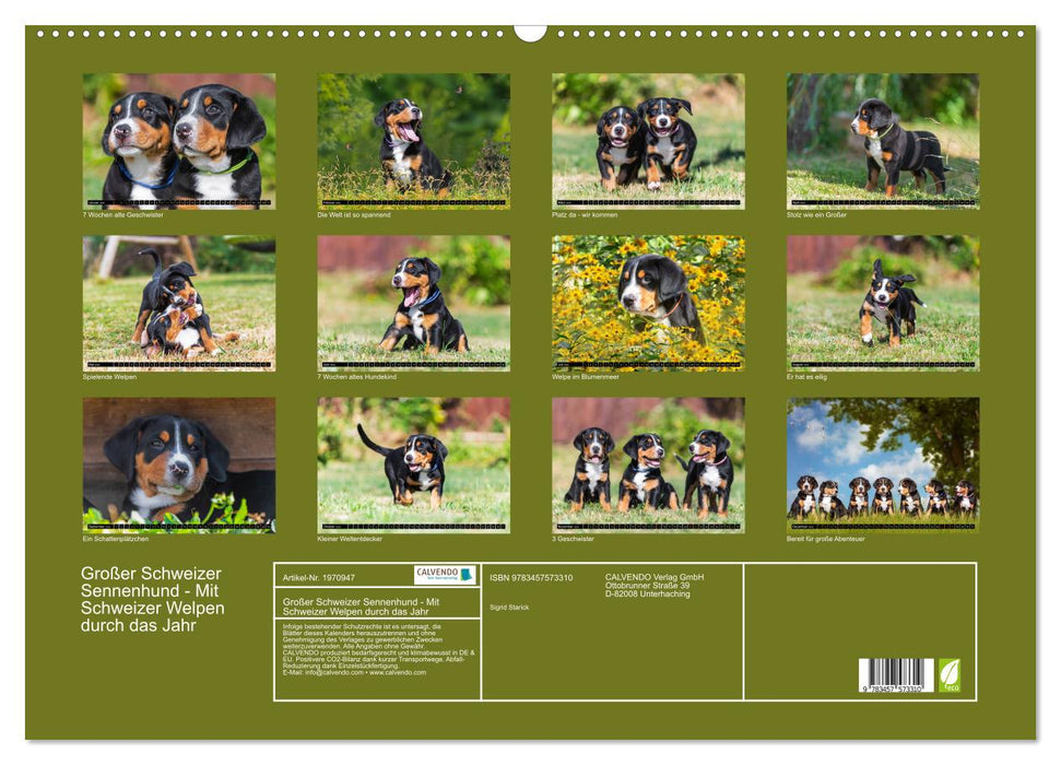 Großer Schweizer Sennenhund - Mit Schweizer Welpen durch das Jahr (CALVENDO Wandkalender 2026)