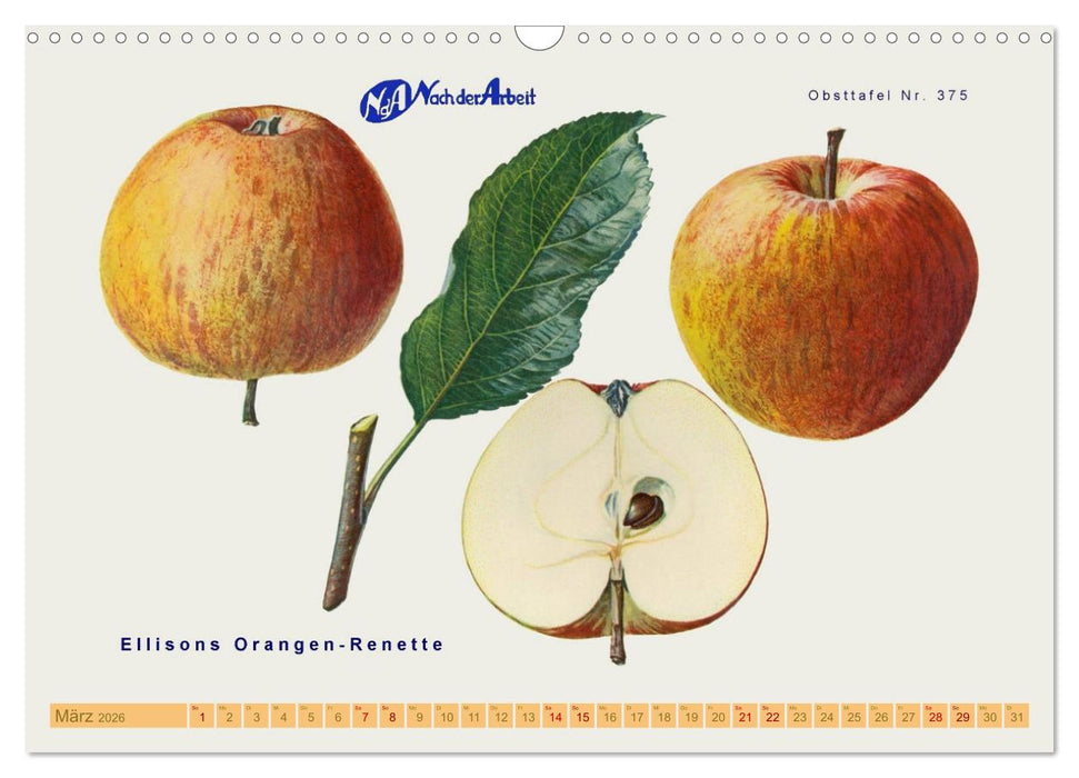 Alte Apfelsorten für Allergiker (CALVENDO Wandkalender 2026)