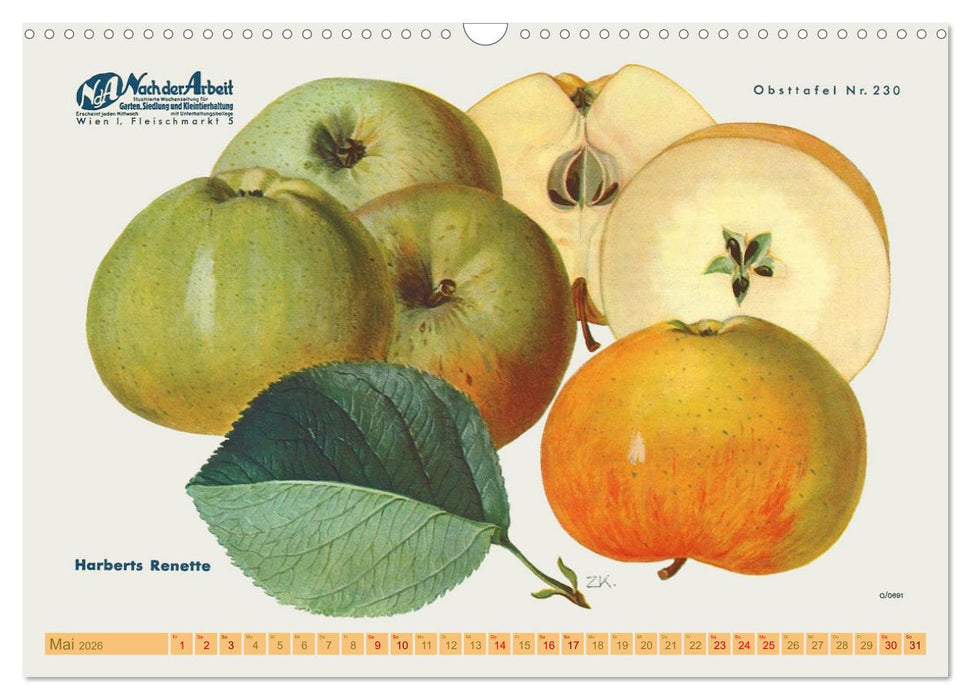Alte Apfelsorten für Allergiker (CALVENDO Wandkalender 2026)