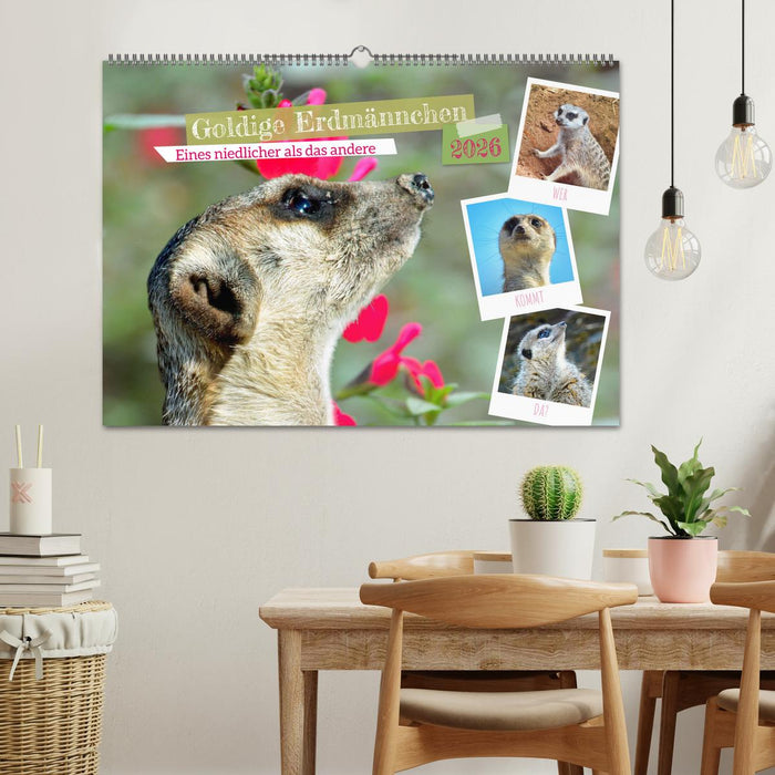 Goldige Erdmännchen (CALVENDO Wandkalender 2026)