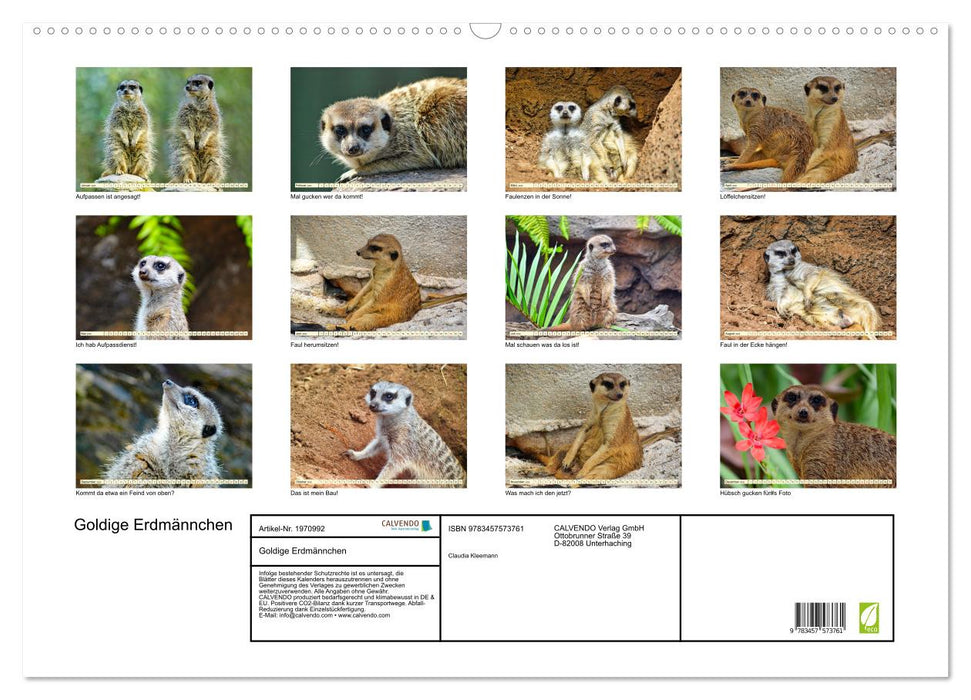Goldige Erdmännchen (CALVENDO Wandkalender 2026)