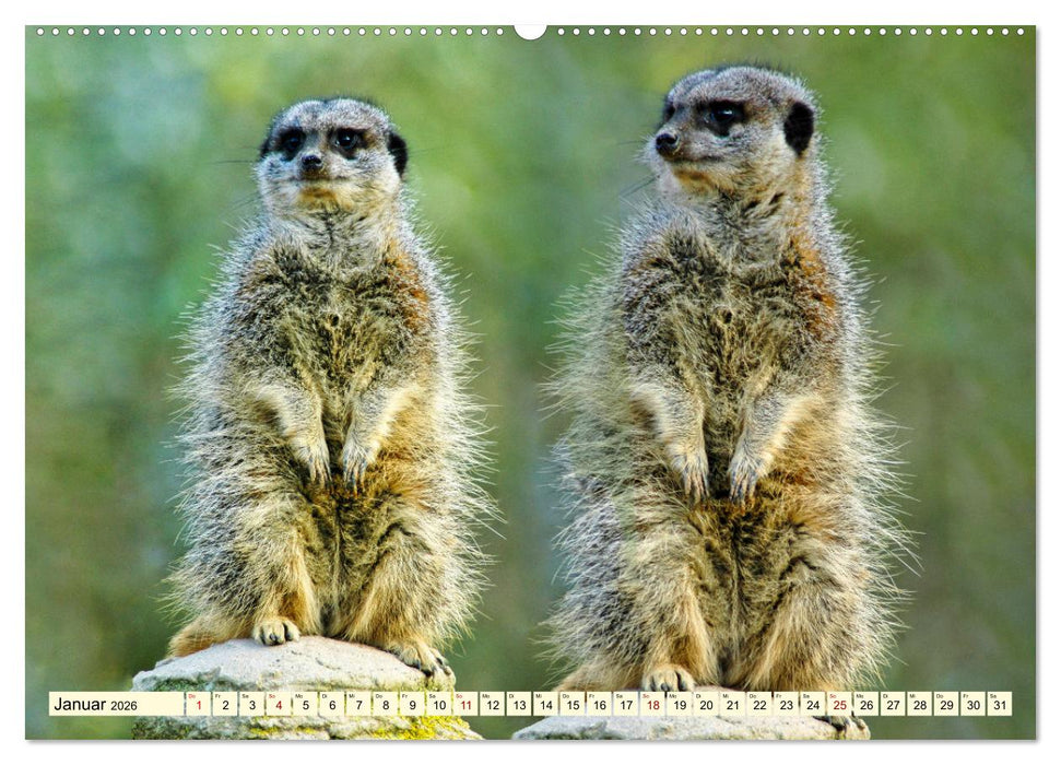 Goldige Erdmännchen (CALVENDO Wandkalender 2026)