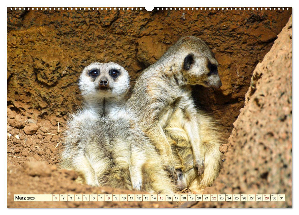 Goldige Erdmännchen (CALVENDO Wandkalender 2026)
